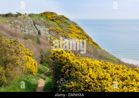 Küste Fußweg durch blühende Ginster Sträucher auf Klippe auf Gower Peninsula. Nicholaston Swansea West Glamorgan South Wales UK Stockfoto
