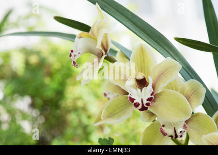 Cymbidium Könige Loch Gx Cooksbridge. Boot-Orchidee Stockfoto