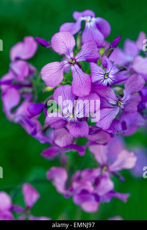 Lunaria annua close-up Stockfoto