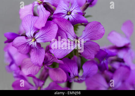 Lunaria annua close-up Stockfoto