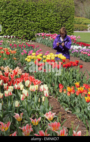 Wisley Gärten, Surrey, England, UK. 22. April 2015. RHS Angestellter fotografieren die atemberaubende Darstellung von über 350 Sorten von Tulpen, die im November 2013 erstelle ich den neuen Wisley Tulpe Garten gepflanzt wurden. Die 14.000 Lampen werden schaffen eine bunte Anzeige in voller Blüte ab sofort bis Anfang Mai. Bildnachweis: Julia Gavin UK/Alamy Live-Nachrichten Stockfoto