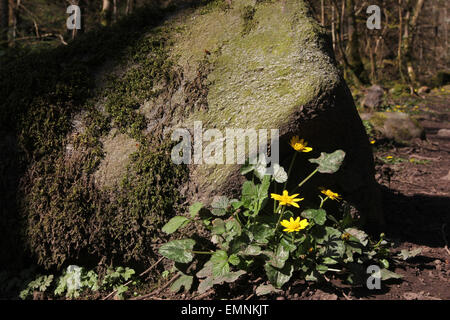 Kleinen Schöllkraut in Woodland Stockfoto