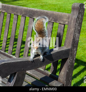 Ein Eichhörnchen auf einer Bank in einem Park in London. Stockfoto