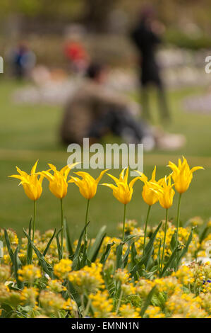 London, UK. 22. April 2015. Dank der jüngsten warme Wetter zeigen die Tulpen im Hyde Park setzen auf eine spektakuläre Feder für Touristen und Einheimische gleichermaßen zu genießen. Bildnachweis: Stephen Chung / Alamy Live News Stockfoto