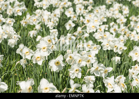 Corona entspringen Sie weiße Narzisse Massen viele Narzissen Rosenstrauss Blumen Garten mit orange leuchten auf Blütenblätter Stockfoto