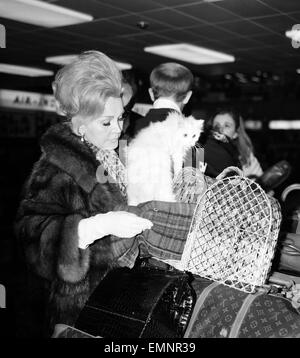 Schauspielerin Zsa Zsa Gabor am Flughafen London Heathrow, Freitag, 10. Januar 1969 zurück nach Los Angeles zu fliegen. Anfang dieser Woche hatte die Schauspielerin für die Inbetriebnahme des Landes gegen die Quarantänebestimmungen ihr Haustieren Hundes bestraft worden. Heute kehrte sie zurück in die USA mit einem Haustier Perserkatze. Zsa Zsa Gabor galt abseits von ihrer Tochter Constance Hilton aka Francesca Hilton. Stockfoto