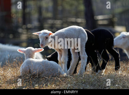 Vier junge Lamm (zwei weiße und zwei schwarze) auf der sonnigen Wiese. Stockfoto