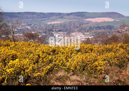 Sidmouth. Ginster-Büsche in Blume oben auf den Klippen am Salcombe Hill, Sidmouth, Devon. Sidmouth ist im Hintergrund Stockfoto