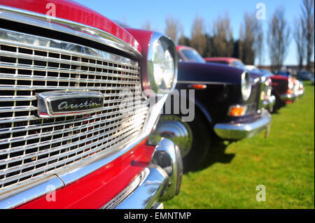 Eine Reihe von Austin 3 Liter Autos parkten in einer Longbridge-Auto-Show in der Nähe von Bristol. Stockfoto