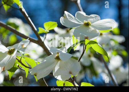 Weiße Hartriegel Blüten zieren den Süden mit Frühling Schönheit in Atlanta, Georgia, USA. Stockfoto