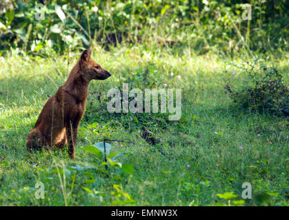 Asiatischer Wildhund, Cuon Alpinus, Bandipur National Park, Western Ghats, Indien Stockfoto