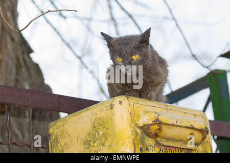 Fremde Katze mit gelben Augen sitzen alle alleine auf einen gelben Briefkasten Stockfoto