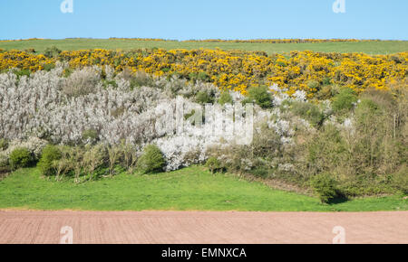 Ferryside, Carmarthenshire, Wales, UK. 22. April 2015. UK Wetter: Frühling, Weißdorn, Schlehe, Blume, im Dorf Ferryside, Carmarthenshire, Wales. Stockfoto