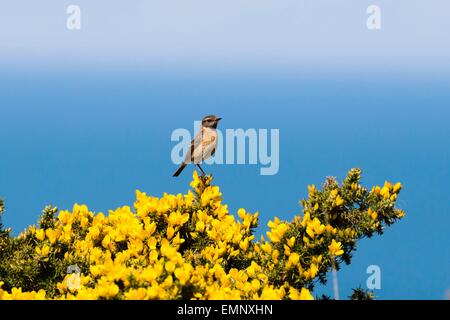 Eine weibliche Schwarzkehlchen auf einem leuchtend gelben Ginster Busch auf dem Küstenpfad Ceredigion, Wales Stockfoto