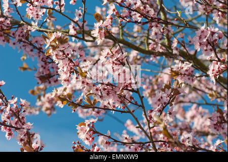Rosa Blüten auf einem Baum Kirschpflaume, Blätter Prunus Cerasifera 'Pissaardii', mit dunkelroten Blüten im zeitigen Frühjahr Stockfoto