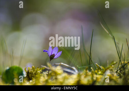 Blaue Leberblümchen, Frühling anmelden eine niedrige perspektivisches Bild Stockfoto