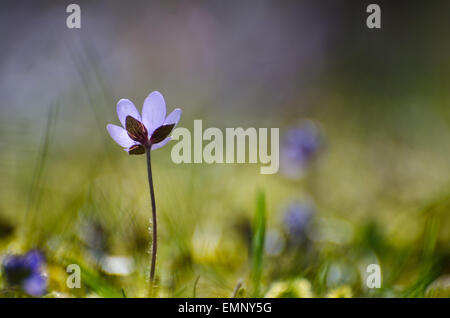 Blaue Leberblümchen Einzelblüte mit weichen Hintergrund und Foto auf niedrigen Perspektive Stockfoto