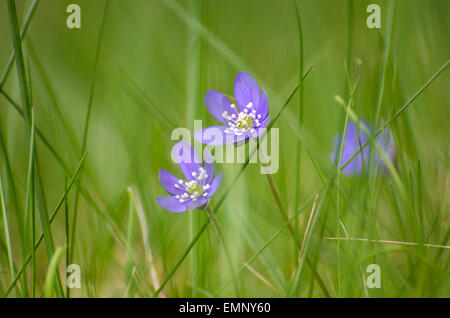 Zwei weiche blaue Hepaticas unter Rasen Strohhalme in einem niedrigen Perspektive Foto Stockfoto