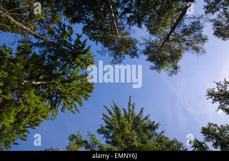 Foto vom Boden nach oben in den Baumwipfeln am blauen Himmel Stockfoto