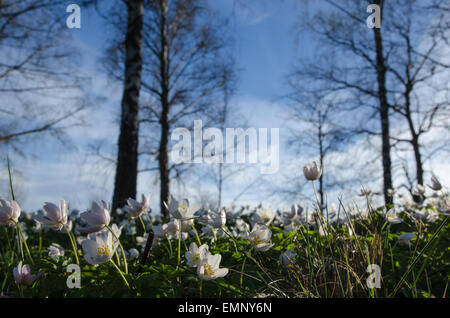Foto von Windflowers genommen vom Boden mit Bäumen und blauen Himmel im Hintergrund Stockfoto