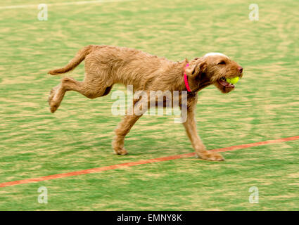 Magyar Vizsla Drahthaar Welpen holen einen Tennisball Stockfoto