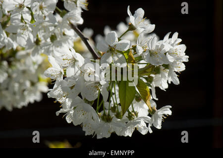 Blüten von Wild oder Vogel-Kirsche, Prunus Avium, Rückseite beleuchtet im Frühjahr Stockfoto