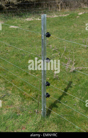 Neue Elektrozaun mit verzinkten steilen Beiträge und Isolatoren Bording Schaf Schafe, Berkshire, April Stockfoto
