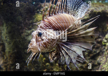 Pittsburgh Zoo & PPG Aquarium Pennsylvania: Rotfeuerfische Stockfoto