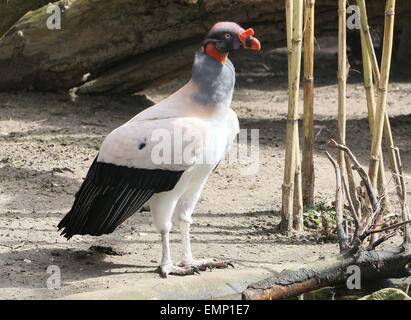 American King Vulture (Sarcoramphus Papa) im Profil gesehen Stockfoto