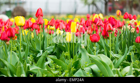 Bereich der schönen gelben und roten Tulpen Stockfoto