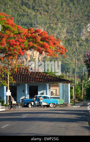 VINALES, Kuba - 20. Mai 2011: Kleinstadt Einwohner warten neben einem klassischen amerikanischen Auto parkten unter rote Flamme-Blüten. Stockfoto