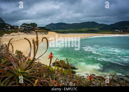 Pflanzen und Blick auf einen Strand von Carmel, Kalifornien. Stockfoto