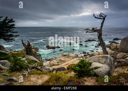 Der Ghost-Baum und den Pazifischen Ozean, gesehen von der 17 Mile Drive in Pebble Beach, Kalifornien. Stockfoto