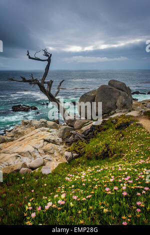 Der Ghost-Baum und den Pazifischen Ozean, gesehen von der 17 Mile Drive in Pebble Beach, Kalifornien. Stockfoto