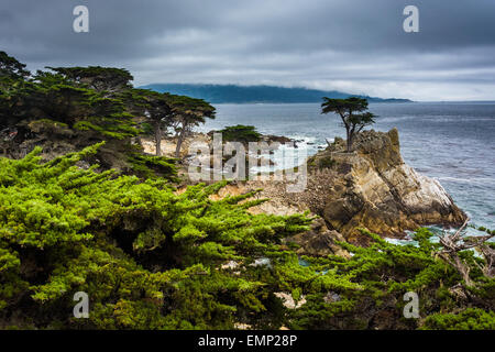 Die Lone Cypress, gesehen von der 17 Mile Drive in Pebble Beach, Kalifornien. Stockfoto