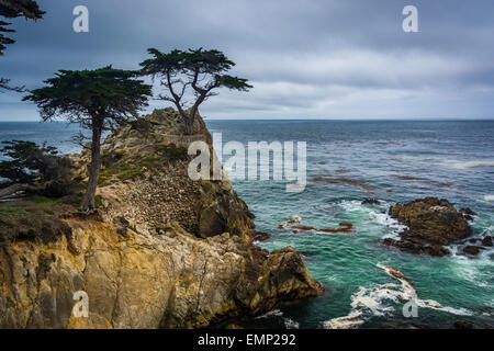 Die Lone Cypress, gesehen von der 17 Mile Drive in Pebble Beach, Kalifornien. Stockfoto