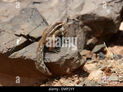 Barbary Grundeichhörnchen, Atlantoxerus Getulus, Sciuridae. Fuerteventura, Kanarische Inseln, Spanien. Stockfoto