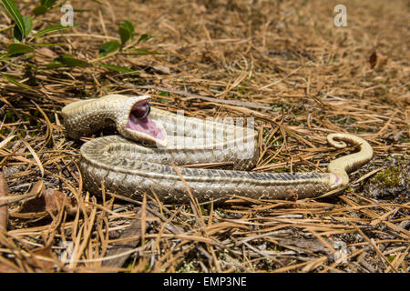 Östliche Hognose Schlange tot. Stockfoto