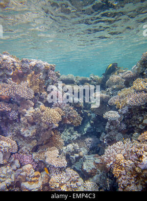 Red Sea Coral reef Stockfoto