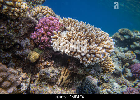 Red Sea Coral reef Stockfoto