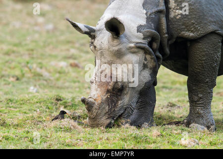 Vom Aussterben bedrohte einen gehörnten Nashorn oder Rhinoceros Unicornis im Kaziranga Nationalpark, Assam Stockfoto
