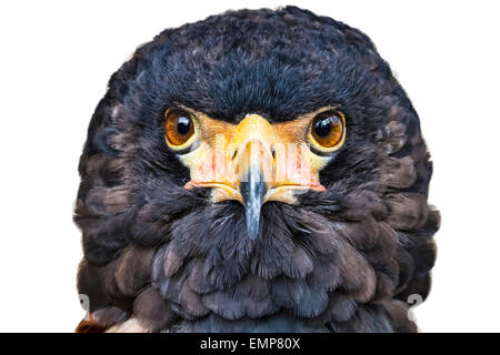 Nahaufnahme Kopf Porträt eines Bateleur Adler mit seinen Gesicht Federn angezeigt. Kopf-Profil auf einem weißen Hintergrund Stockfoto