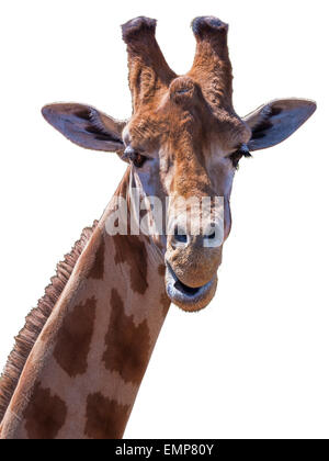 Porträt einer Giraffe zeigen Kopf und ein Teil des Halses. Blick in die Kamera. Dumme Pose. Isoliert auf weißem Hintergrund Stockfoto