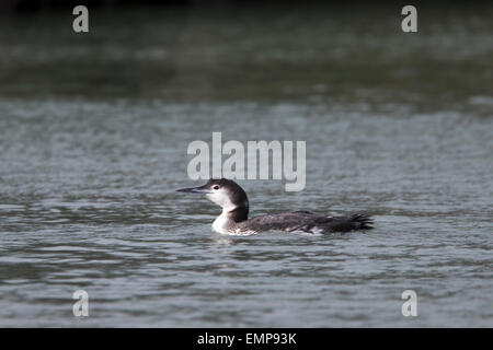 Großen nördlichen Taucher, juvenile Newlyn Harbour, Cornwall, England, UK. Stockfoto