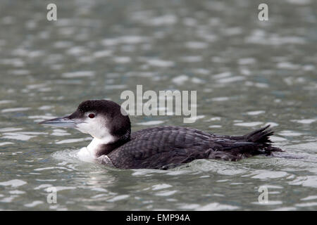 Großen nördlichen Taucher, Erwachsene im Winterkleid, Newlyn Harbour, Cornwall, England, UK. Stockfoto