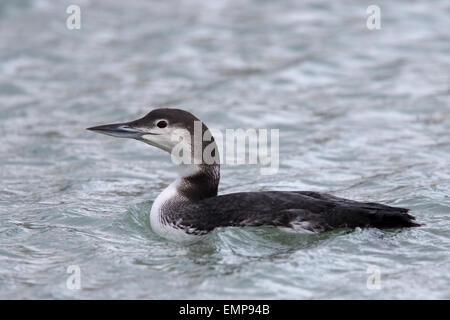 Großen nördlichen Taucher, Erwachsene im Winterkleid, Newlyn Harbour, Cornwall, England, UK. Stockfoto