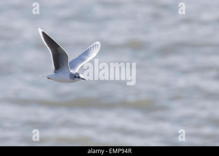 Kleine Möwe im Erwachsenen Winterkleid fliegen, Cornwall, England, UK. Stockfoto