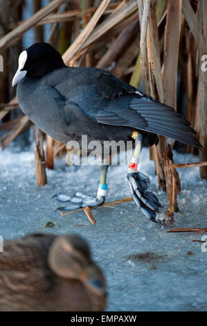 Farbe Ringe Farbbänder Stockfoto