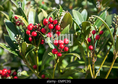 Japanische Skimmia (Skimmia Japonica) Stockfoto