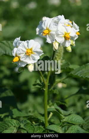 Kartoffel (Solanum Tuberosum), blühend, Thüringen, Deutschland Stockfoto